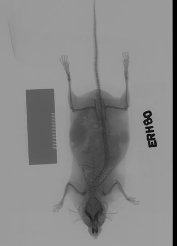 Media type: image;   Mammalogy 69529 Description: Xray of mouse.;